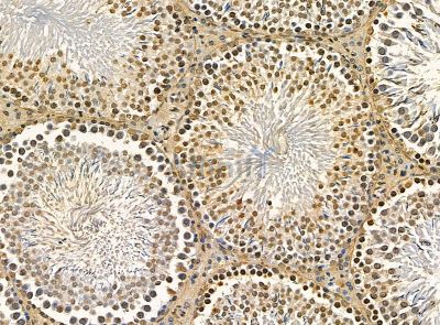 TBX1 Antibody - DF14451 at 1/100 staining rat testis tissue by IHC-P.