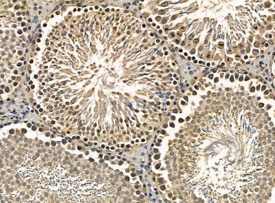 LEO1 Antibody - DF14455 at 1/100 staining rat testis tissue by IHC-P.