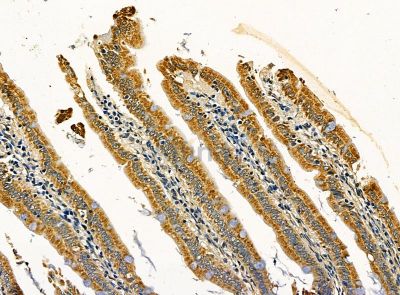 TIFA Antibody - DF14456 at 1/100 staining rat colorectal tissue by IHC-P.