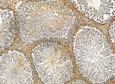 TIFA Antibody - DF14456 at 1/100 staining rat testis tissue by IHC-P.