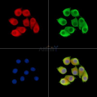 NKG7 Antibody - DF14465 staining Hela cells by IF/ICC.
