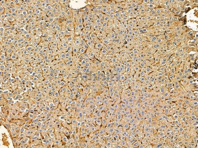 TRIM13 Antibody - DF14490 at 1/100 staining mouse liver tissue by IHC-P.