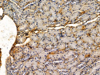 DAD1 Antibody - DF14503 at 1/100 staining rat liver tissue by IHC-P.