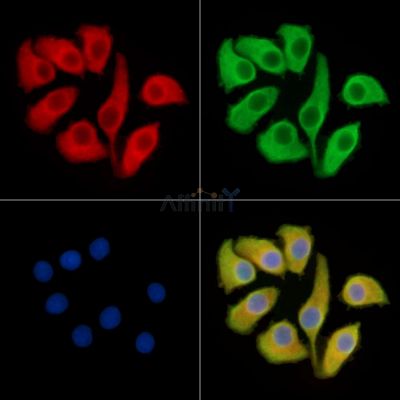 RGS13 Antibody - DF14515 staining Hela cells by IF/ICC.