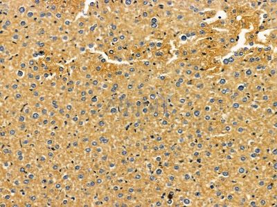 RGS13 Antibody - DF14515 at 1/100 staining mouse liver tissue by IHC-P.