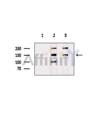 CADPS Antibody - Western blot analysis of extracts from various samples, using CADPS Antibody.