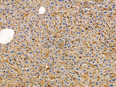 PAIP2 Antibody - DF14532 at 1/100 staining mouse liver tissue by IHC-P.