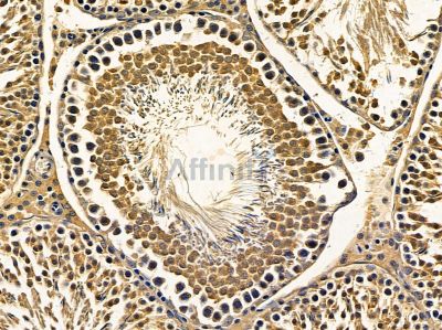 CFAP20 Antibody - DF14534 at 1/100 staining rat testis tissue by IHC-P.