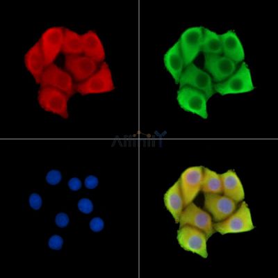 PCOLCE Antibody - DF14559 staining Hela cells by IF/ICC.