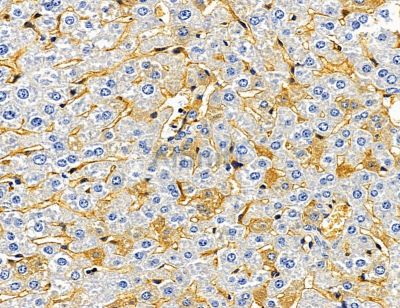 OSTN Antibody - DF14560 at 1/100 staining mouse liver tissue by IHC-P.