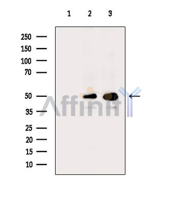 DDX39B Antibody - Western blot analysis of extracts from various samples, using DDX39B Antibody.