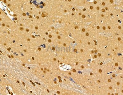 DDX39B Antibody - DF14568 at 1/100 staining mouse testis tissue by IHC-P.