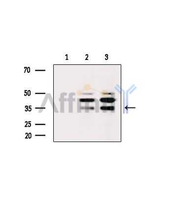 TCEA2 Antibody - Western blot analysis of extracts from various samples, using TCEA2 Antibody.