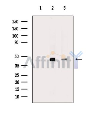 RBMS1 Antibody - Western blot analysis of extracts from various samples, using RBMS1 Antibody.