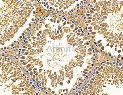SLC13A3 Antibody - DF14589 at 1/100 staining rat testis tissue by IHC-P.