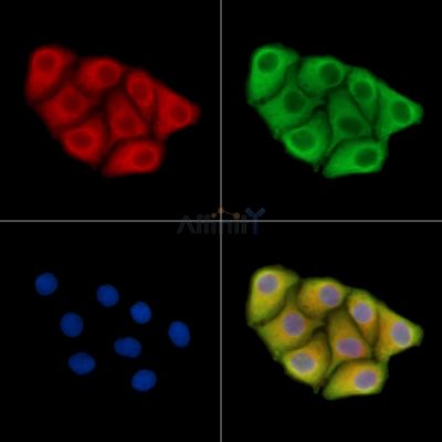 VSIG4 Antibody - DF14591 staining Hela cells by IF/ICC.