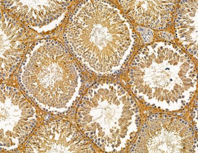 SLC22A7 Antibody - DF14595 at 1/100 staining rat testis tissue by IHC-P.