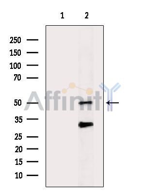 CUEDC1 Antibody - Western blot analysis of extracts from Hela cells(heat-shock treatment), using CUEDC1 Antibody.