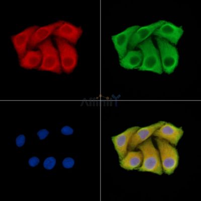 MOGS Antibody - DF14598 staining Hela cells by IF/ICC.