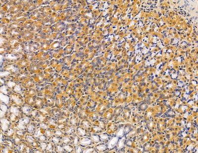MOGS Antibody - DF14598 at 1/100 staining rat stomach tissue by IHC-P.
