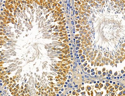 BCAP29 Antibody - DF14610 at 1/100 staining rat testis tissue by IHC-P.