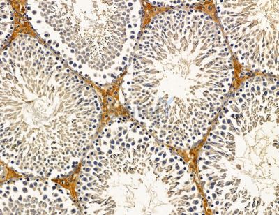 ATP5J Antibody - DF14616 at 1/100 staining rat testis tissue by IHC-P.
