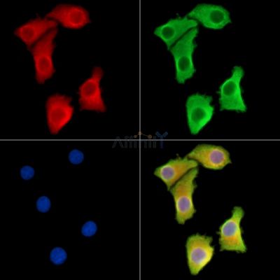 ATP5J Antibody - DF14616 staining Hela cells by IF/ICC.