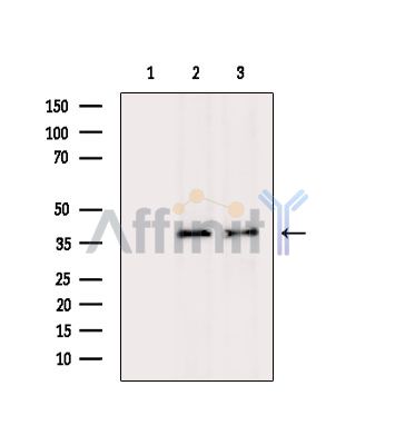 TFB1M Antibody - Western blot analysis of extracts from various samples, using TFB1M Antibody.