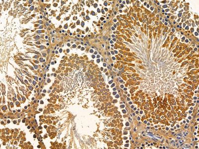 ERVK-18 Antibody - DF14642 at 1/100 staining rat testis tissue by IHC-P.