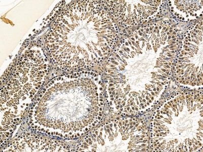 MSRB1 Antibody - DF14643 at 1/100 staining rat testis tissue by IHC-P.