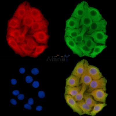 ARHGEF9 Antibody - DF14646 staining Hela cells by IF/ICC.
