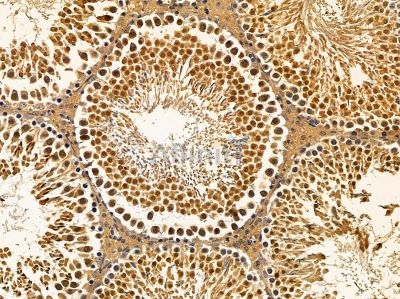 MYO1C Antibody - DF14647 at 1/100 staining rat testis tissue by IHC-P.