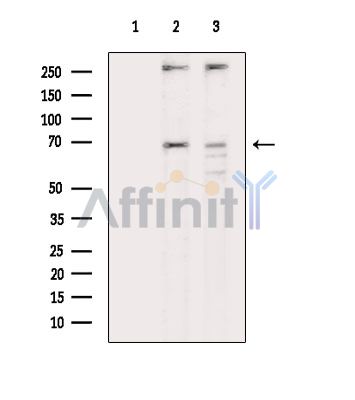 PES1 Antibody - Western blot analysis of extracts from various samples, using PES1 Antibody.