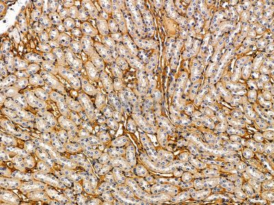 EMP3 Antibody - DF14661 at 1/100 staining rat liver tissue by IHC-P.