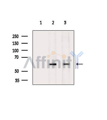 GTF3C5 Antibody - Western blot analysis of extracts from various samples, using GTF3C5 Antibody.