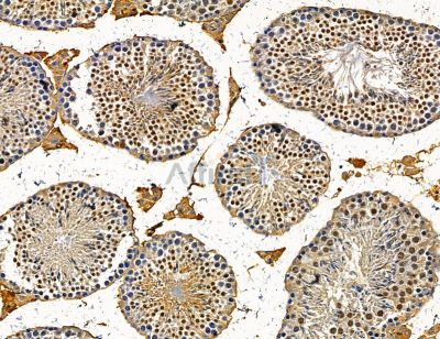NENF Antibody - DF14667 at 1/100 staining mouse testis tissue by IHC-P.