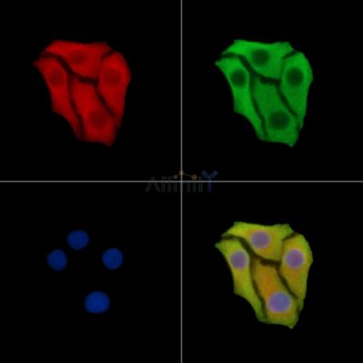 OVGP1 Antibody - DF14668 staining Hela cells by IF/ICC.