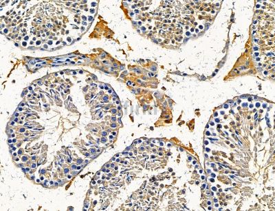 PROM2 Antibody - DF14670 at 1/100 staining mouse testis tissue by IHC-P.