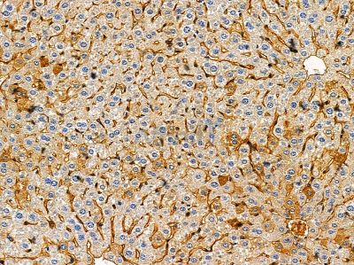 PGK2 Antibody - DF14673 at 1/100 staining mouse liver tissue by IHC-P.
