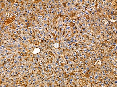 CLEC16A Antibody - DF14674 at 1/100 staining mouse liver tissue by IHC-P.