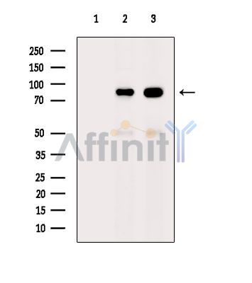FAM129B Antibody - Western blot analysis of extracts from various samples, using FAM129B Antibody.