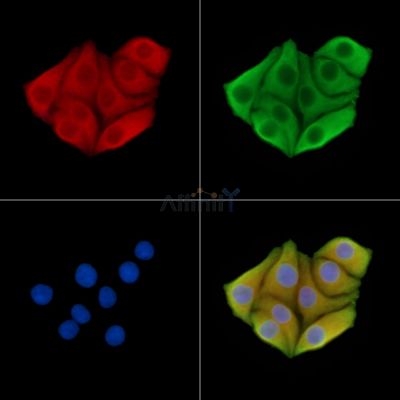FAM129B Antibody - DF14676 staining Hela cells by IF/ICC.