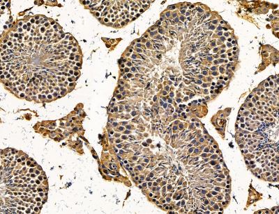 ARL1 Antibody - DF14682 at 1/100 staining mouse testis tissue by IHC-P.