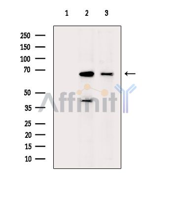 POTED Antibody - Western blot analysis of extracts from various samples, using POTED Antibody.
