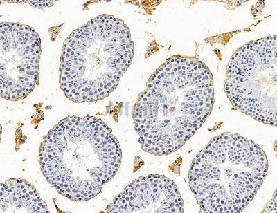 DERL3 Antibody - DF14695 at 1/100 staining mouse testis tissue by IHC-P.
