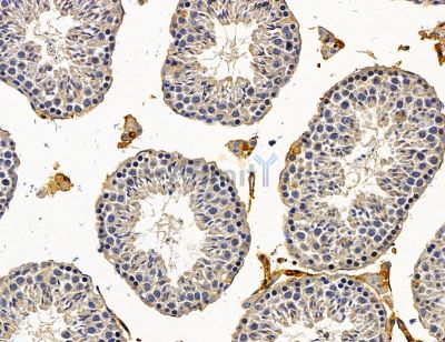 SEL1L Antibody - DF14696 at 1/100 staining mouse testis tissue by IHC-P.