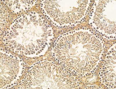 CRYGS Antibody - DF14704 at 1/100 staining rat testis tissue by IHC-P.
