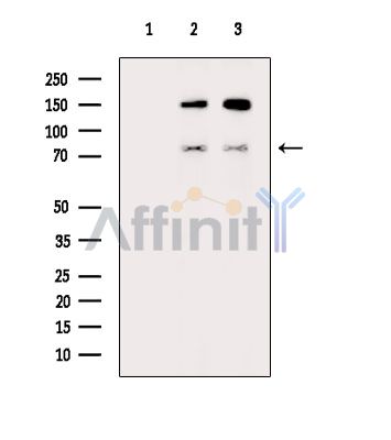 ARID5A Antibody - Western blot analysis of extracts from various samples, using ARID5A Antibody.
