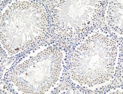 ARID5A Antibody - DF14720 at 1/100 staining rat testis tissue by IHC-P.