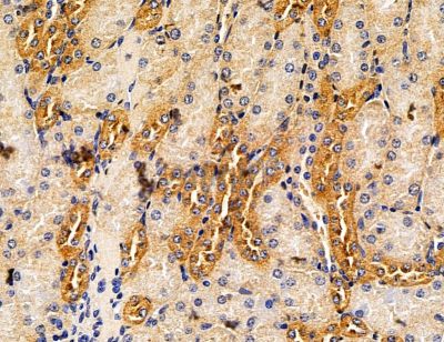 LRRN3 Antibody - DF14729 at 1/100 staining mouse kidney tissue by IHC-P.